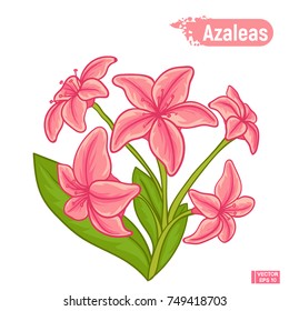 Blooming azaleas flowers