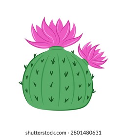 Blooming barrel cactus with two pink flowers on top. Round green succulent plant with sharp dark needles. Flat style desert flora design element isolated on white background.