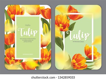 Blooming beautiful orange with yellow tulip flowers background template. Vector set of blooming floral for wedding invitations, greeting card, voucher, brochures and banners design.