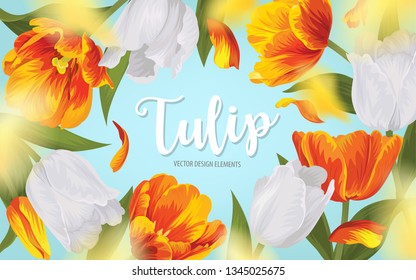 Blooming beautiful yellow with white tulip flowers background template. Vector set of blooming floral for wedding invitations, greeting card, voucher, brochures and banners design.