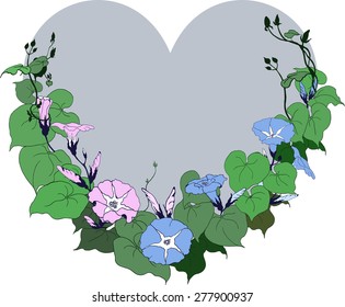blooming bindweed