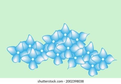 Blooming blue color hydrangea petals.