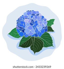 Blooming blue hydrangea flower, botanical vector illustration. Beautiful gentle hydrangea outline.