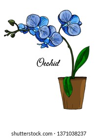  blooming blue orchid