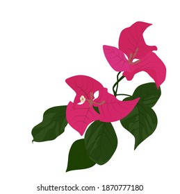 Blooming bougainvillea vector stock illustration. Magenta bougainvillea flowers. For a wedding invitation. Isolated on a white background.