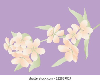blooming branch