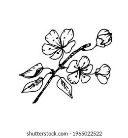 Blooming branch of cherry. Sketch. Vector illustration.