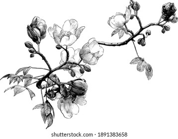 blooming branch of the cochlospermum tree with flower buds and leaves, sketch vector graphics monochrome drawing in lines on a white background