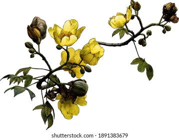 rama floreciente del árbol cochlospermum con brotes y hojas de flores amarillas, esboza dibujos gráficos vectoriales de color en líneas sobre un fondo blanco