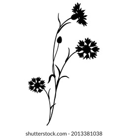 Blooming branch of cornflower or knapweed plant with three flowers. Floral wildflower motif. Black silhouette on white background.