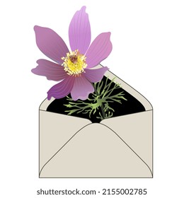 Rama floreciente de pasqueflower orientales dentro del sobre de papel. Pulsatilla vulgaris. Diseño floral creativo.