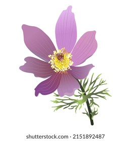 Blooming branch of Eastern pasqueflower. Pulsatilla vulgaris. Purple flower. On white background.