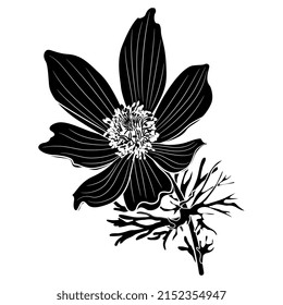 Blooming branch of Eastern pasqueflower. Pulsatilla vulgaris. Black and white negative silhouette.