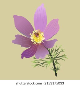Blooming branch of Eastern pasqueflower. Pulsatilla vulgaris. Purple flower. On yellow background.