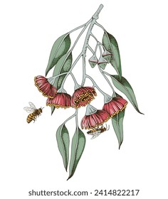 Blooming branch of Eucalyptus with bees