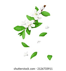Rama floreciente con hojas caídas. Rama de árbol de manzana con flores blancas florece y brotes. Elemento de diseño aislado. Ilustración plana vectorial sobre fondo transparente.