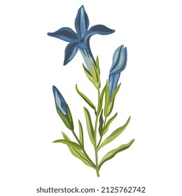 Blooming branch of Gentiana ciliata. Fringed gentian. Gentianopsis crinita. Greater fringed gentian. Blue gentian. Isolated vector illustration.