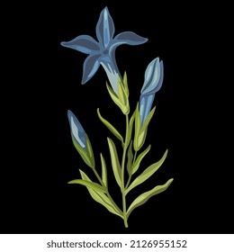 Blooming branch of Gentiana ciliata. Fringed gentian. Gentianopsis crinita. Greater fringed gentian. Blue gentian. Isolated vector illustration. On black background.