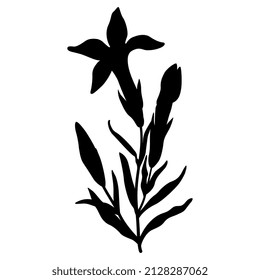 Blooming branch of Gentiana ciliata. Fringed gentian. Gentianopsis crinita. Greater fringed gentian. Blue gentian. Black silhouette on white background. Isolated vector illustration.