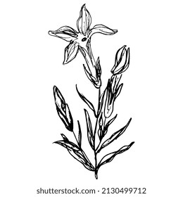 Blooming branch of Gentiana ciliata. Fringed gentian. Gentianopsis crinita. Greater fringed gentian. Blue gentian. Hand drawn linear doodle rough sketch. Black silhouette on white background.