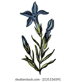 Blooming branch of Gentiana ciliata. Fringed gentian. Gentianopsis crinita. Greater fringed gentian. Blue gentian. Hand drawn colorful rough sketch.