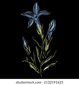 Blooming branch of Gentiana ciliata. Fringed gentian. Gentianopsis crinita. Greater fringed gentian. Blue gentian. Hand drawn colorful rough sketch. On black background.