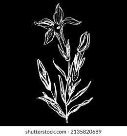 Blooming branch of Gentiana ciliata. Fringed gentian. Gentianopsis crinita. Greater fringed gentian. Blue gentian. Hand drawn linear doodle rough sketch. White silhouette on black background.