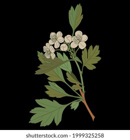 Blooming branch of hawthorn tree with leaves and flowers. Floral spring motif. On black background.