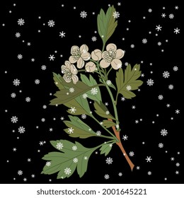 Blooming branch of hawthorn tree with leaves and flowers under snowflakes. Seasonal floral motif. On black background.