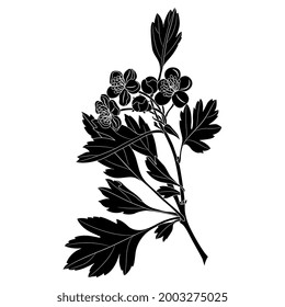 Blooming Branch Of Hawthorn Tree With Leaves And Flowers. Floral Spring Motif. Black And White Negative Silhouette.