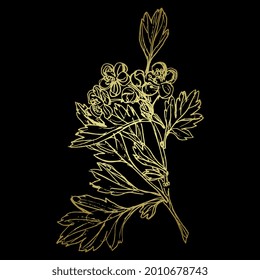 Blooming Branch Of Hawthorn Tree With Leaves And Flowers. Floral Spring Motif. Hand Drawn Linear Doodle Rough Sketch. Golden Glossy Silhouette On Black Background.