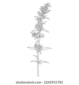 Blooming branch of hyssop plant. Hyssópus officinális. Black and white linear silhouette.
