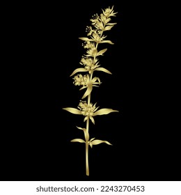 Blooming branch of hyssop plant. Hyssópus officinális. Golden glossy silhouette on black background.