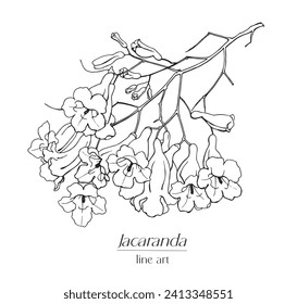 Blooming branch Jacaranda flowers. Line art Hand drawn sketch black and white vector graphics element for design
