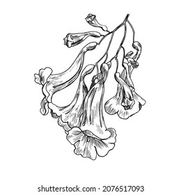 Blooming branch of Jacaranda. Hand drawn element,vector illustration for design greeting card, invitation, wedding,logo.