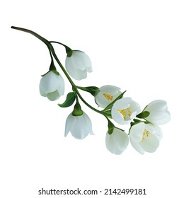 Flores de jazmín ramificado que florecen. Diseño para el té, cosméticos naturales, productos sanitarios, perfume o aromaterapia. Ilustración vectorial aislada en fondo blanco.