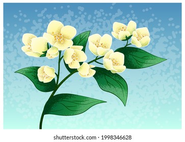 A blooming branch of jasmine. Vector illustration