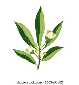 Blooming branch with juicy green leaves and white flowers on a white background. Vector illustration