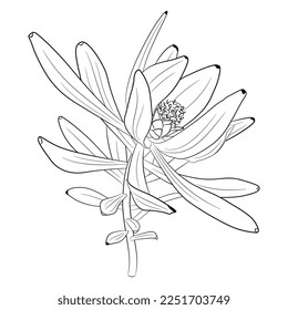 Blooming branch of Leucadendron or Conebush plant. Isolated vector illustration. Black and white linear silhouette.
