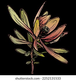 Blooming branch of Leucadendron or Conebush plant. Hand drawn colorful rough sketch. On black background.