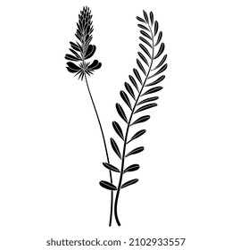 Blooming branch of Sainfoin plant with leaves and flower. Onobrychis viciifolia. Black and white silhouette.