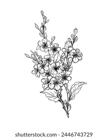 Blooming branch of sakura, apple tree, peach. Realistic drawing of beautiful flowers with buds and leaves for logo, wedding design. Outline sketch. Vector illustration.