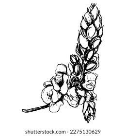 Blooming branch of Senna Alata candle flower. Cluster of Cassia bloom. Exotic blossom. Hand drawn linear doodle rough sketch. Black silhouette on white background.