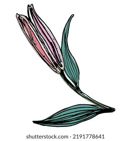 Blooming branch with a single bud of pink lily flower. Hand drawn rough sketch.