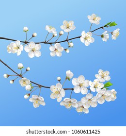 Blooming branch. Spring flowers on blue background.