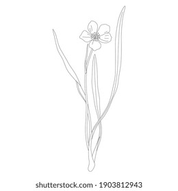 Blooming branch of spring ranunculus or narcissus flower. Alpine Ranunculus Pyrenaeus. Black and white linear silhouette.