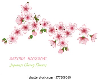 Blooming branch vector of pink spring cherry blossom. Flowers and buds realistic illustration, isolated on white. Text place. Realistic spring design, sakura bloom or japanese cherry blossom branch.