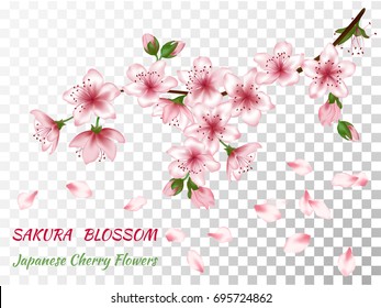 Blooming branch vector with pink spring blossom. Flowers, buds and falling petals illustration, isolated on transparent background. Card, text place. Cherry flower blossom branch, peach bloom, sakura. - Powered by Shutterstock - Get 15% off with code: PIKWIZARD15