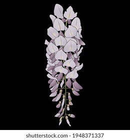 Blooming branch of Wisteria sinensis flower. Purple blossom. Isolated vector illustration. On black background.