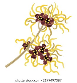 Blooming branch of Witch Hazel plant. Hamamelis. Isolated vector illustration.